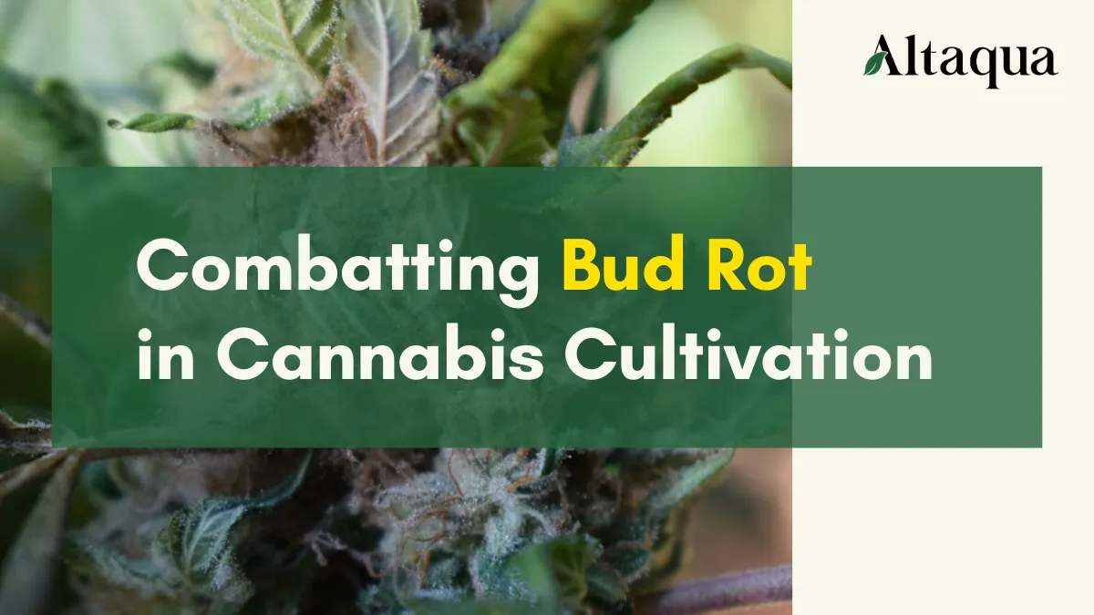 Altaqua-blog-page_bud-rot