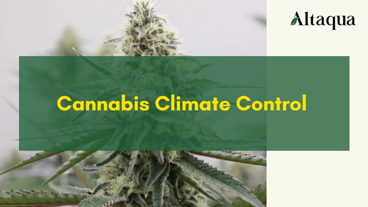 Altaqua-blog-page_cannabis-climate-control