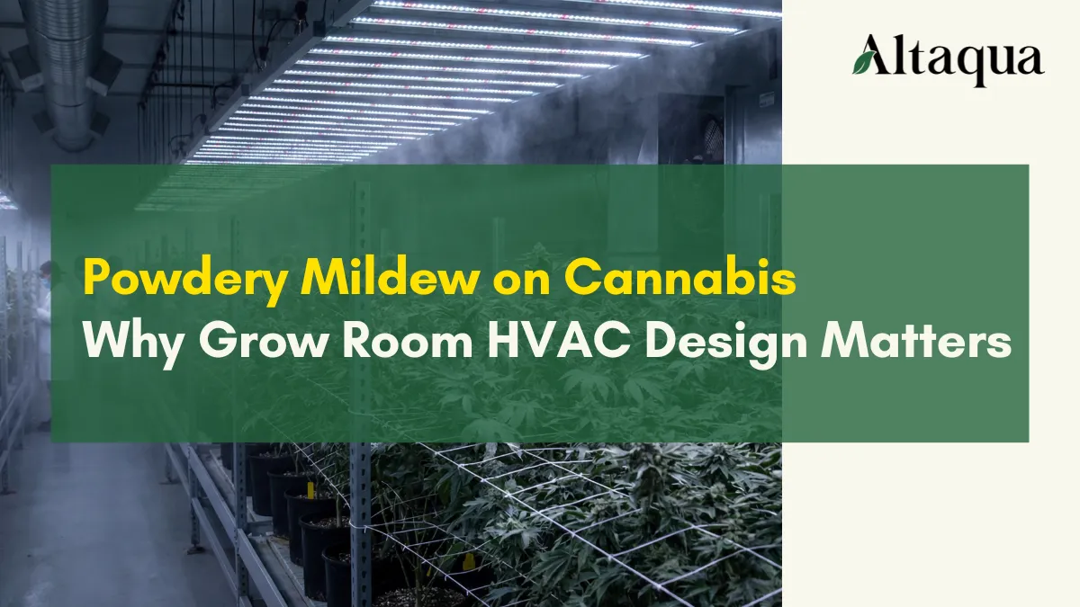 Altaqua-blog-page_powdery-mildew-on-cannabis