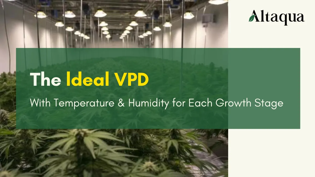 Altaqua-blog-page_vapor-pressure-deficit-vpd