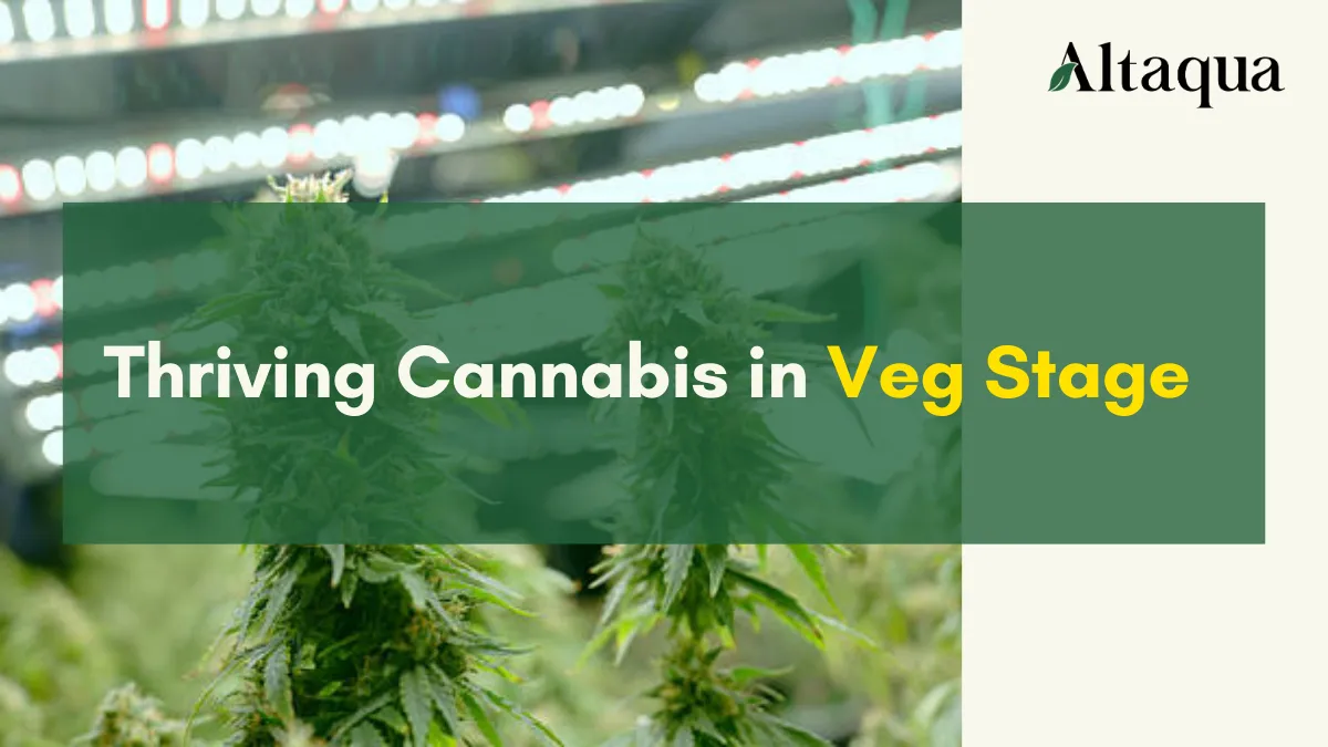 Altaqua-blog-page_vpd-for-veg