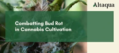 Altaqua-blog_bud-rot_preventions-and-control-of-bud-rot