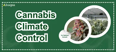 Altaqua-blog_cannabis-climate-control