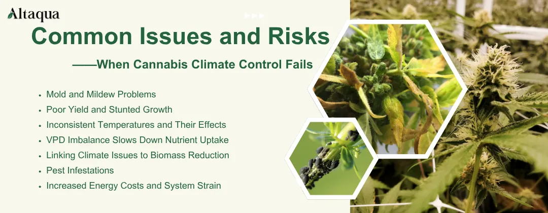 Altaqua-blog_cannabis-climate-control_common-issues-and-risks-when-cannabis-climate-control-fails