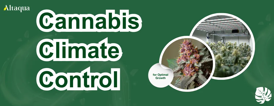 Altaqua-blog_cannabis-climate-control_efficient-cannabis-climate-control-for-optimal-growth
