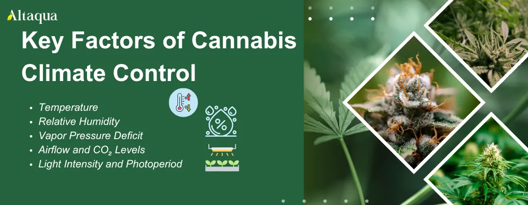 Altaqua-blog_cannabis-climate-control_key-factors