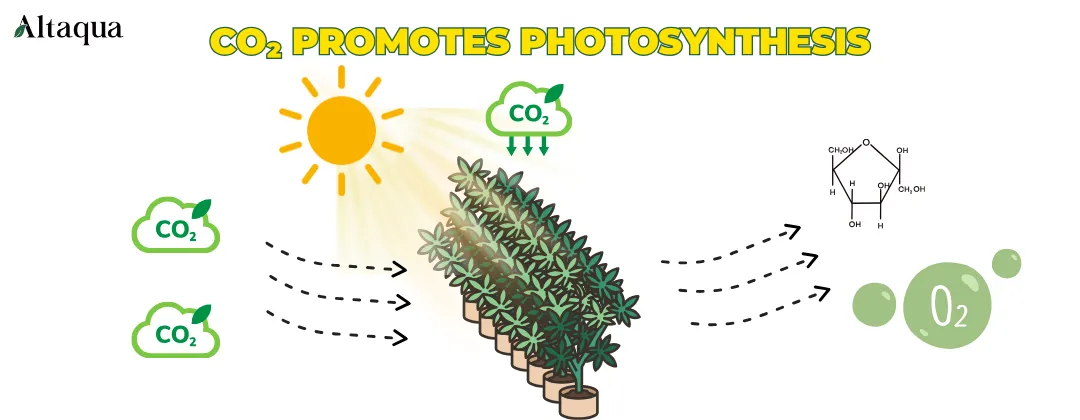 Altaqua-blog_cannabis-hvac_co2-promotes-photosynthesis