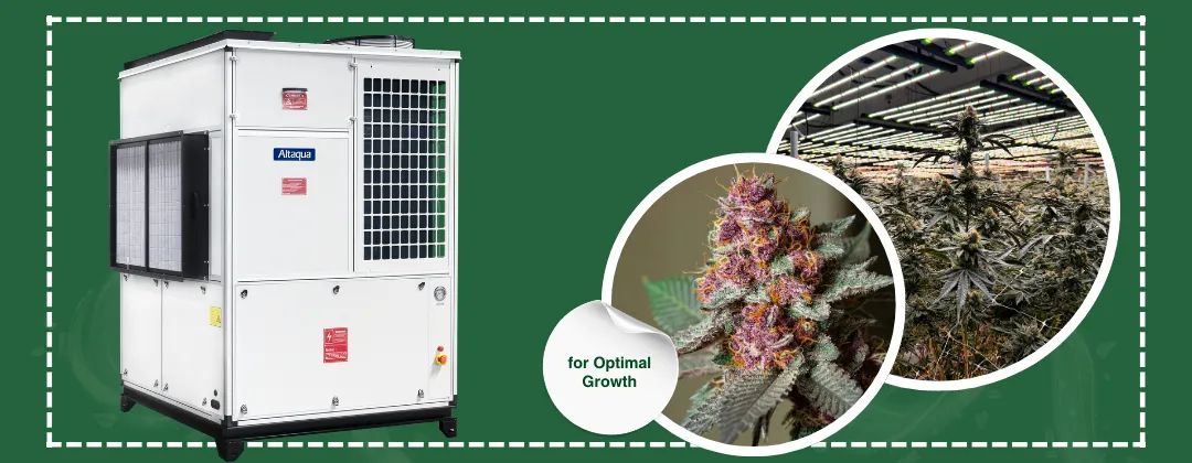 Altaqua-blog_cannabis-hvac_commercial-facility-hvac-planning