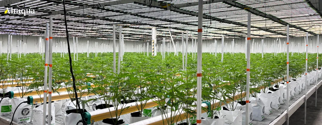 Altaqua-blog_cannabis-hvac_commercial-grow-room-climate-control