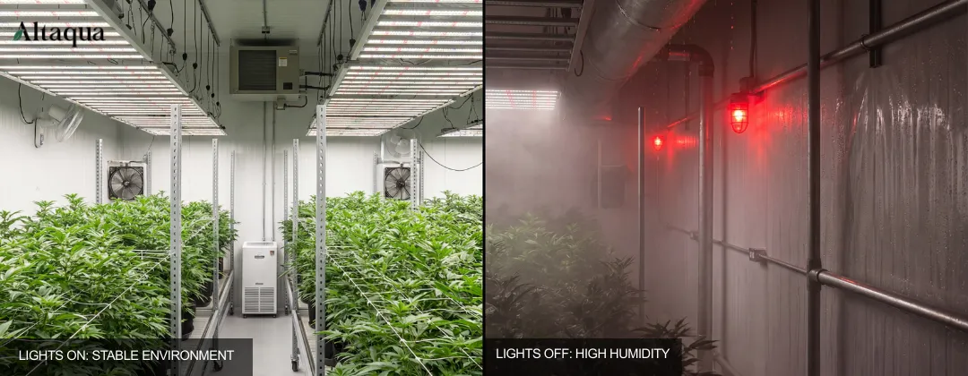 Altaqua-blog_cannabis-hvac_nighttime-humidity-spikes-grow-room
