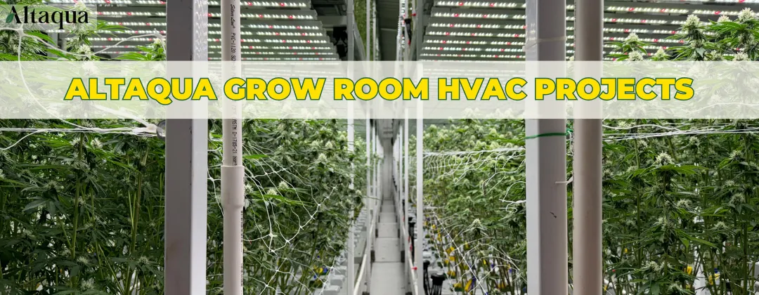 Altaqua-blog_cannabis-hvac_projects-with-cannabis-hvac