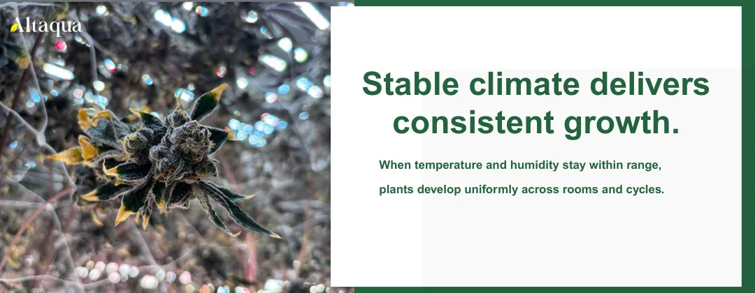 Altaqua-blog_cannabis-hvac_stable-yield-and-consistent-growth