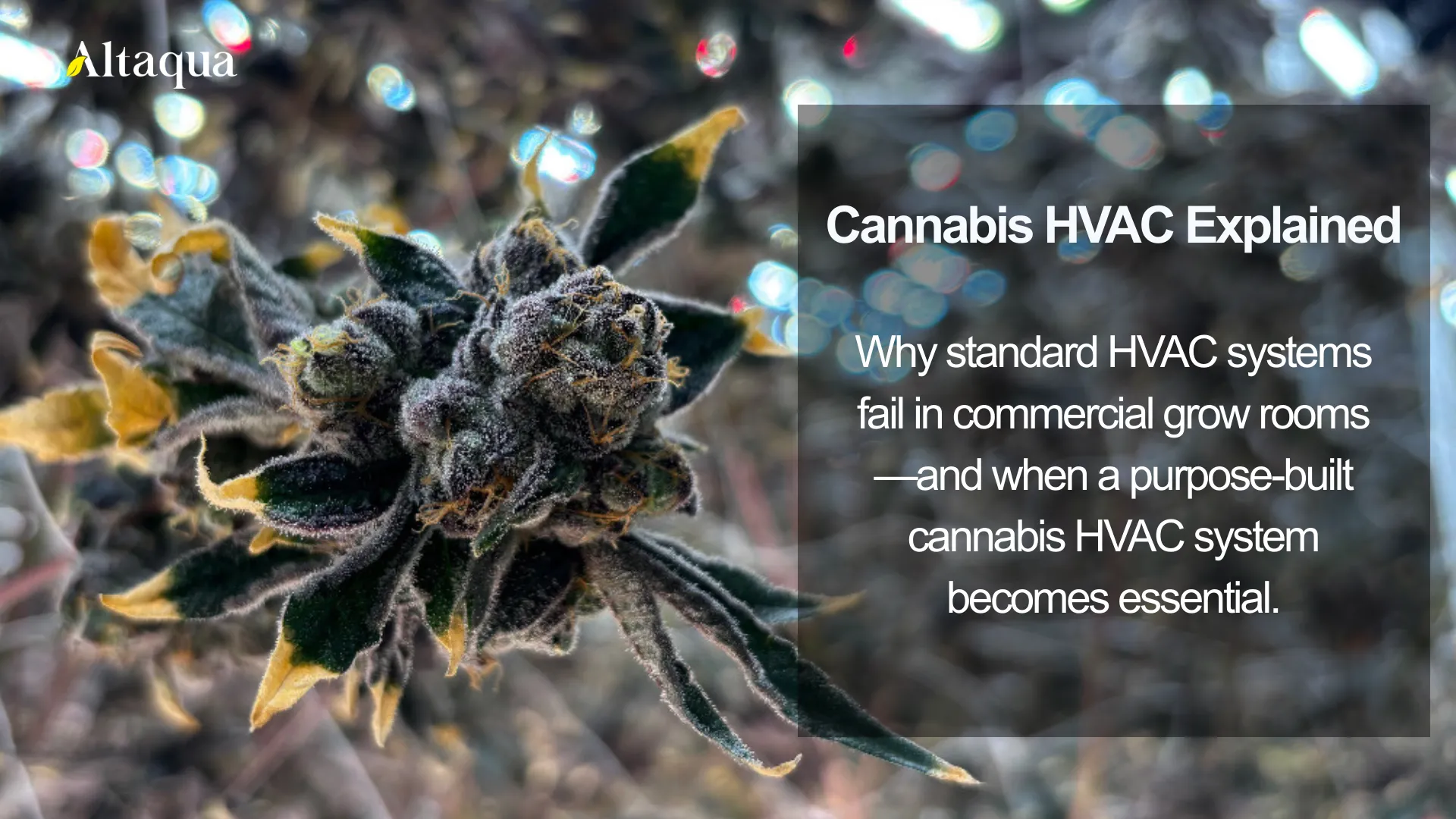 Altaqua-blog_cannabis-hvac_stable-yield-consistent-growth