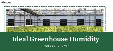 Altaqua-blog_greenhouse-humidity_ideal-gireenhouse-humidity-for-the-best-growth