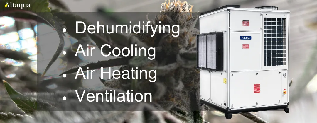 Altaqua-blog_grow-room-hvac-reheat_integrated-grow-room-hvac-system-design