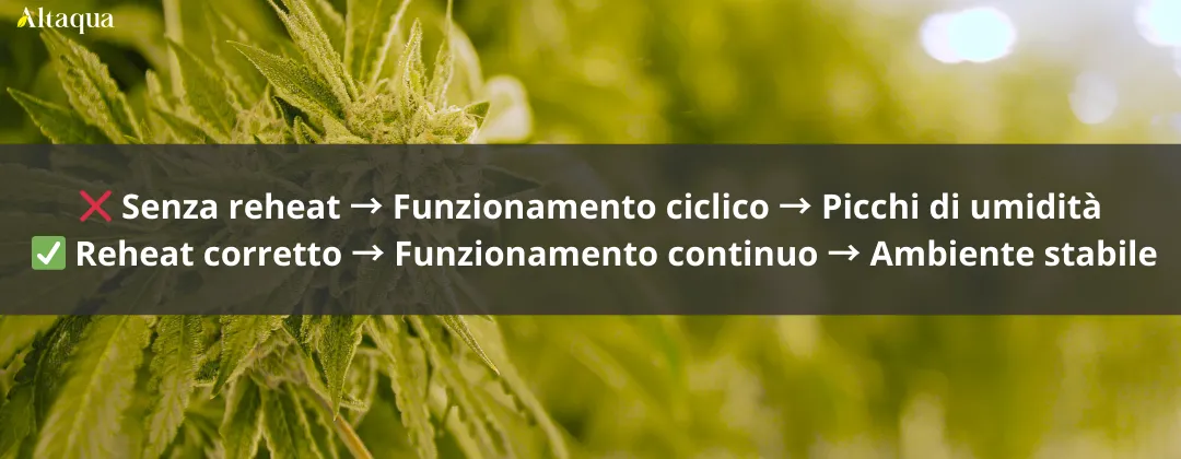 Altaqua-blog_grow-room-hvac-reheat_nighttime-humidity-spike-in-grow-room