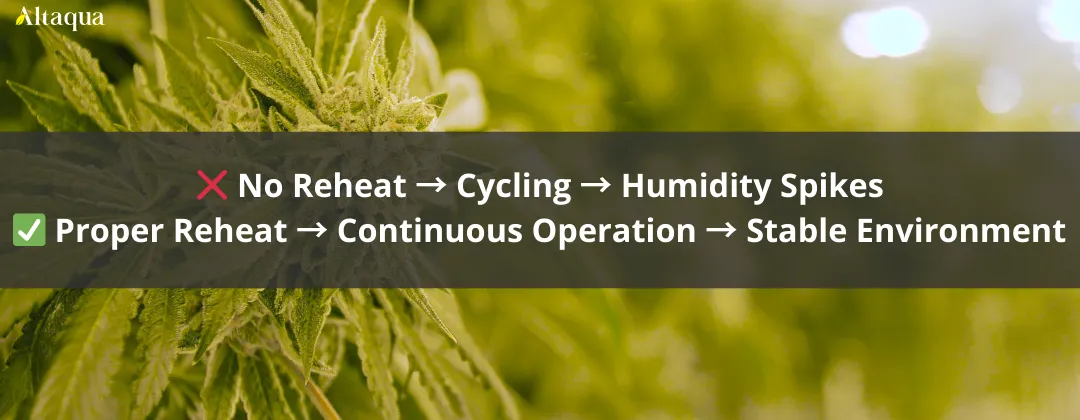Altaqua-blog_grow-room-hvac-reheat_nighttime-humidity-spike-in-grow-room