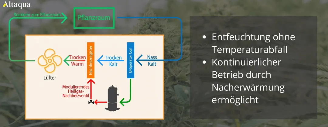 Altaqua-blog_grow-room-hvac-reheat_reheat-process-during-dehumidification