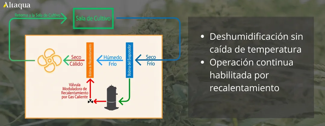 Altaqua-blog_grow-room-hvac-reheat_reheat-process-during-dehumidification