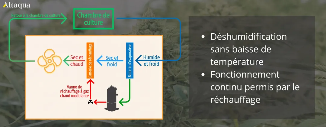 Altaqua-blog_grow-room-hvac-reheat_reheat-process-during-dehumidification