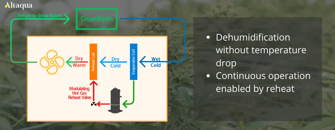 Altaqua-blog_grow-room-hvac-reheat_reheat-process-during-dehumidification