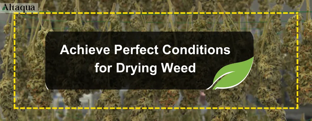Altaqua-blog_humidity-for-drying-weed