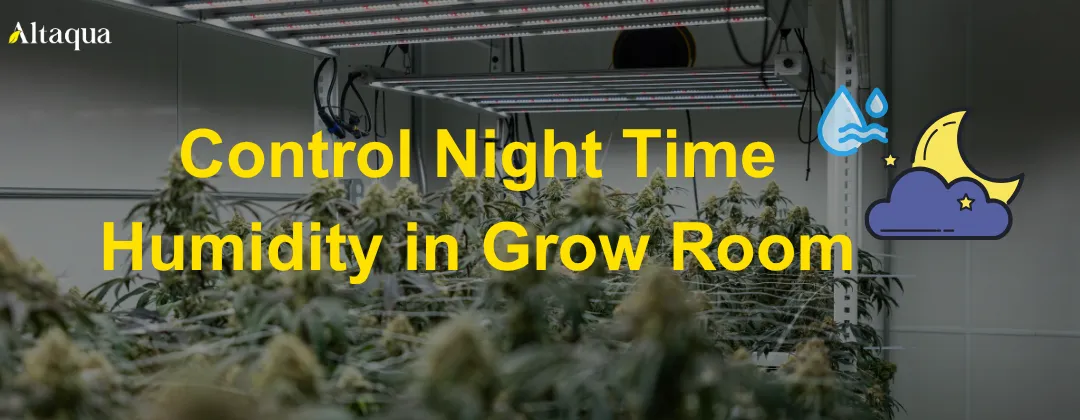 Altaqua-blog_night-time-humidity-in-grow-room_control-night-time-humidity-in-grow-room