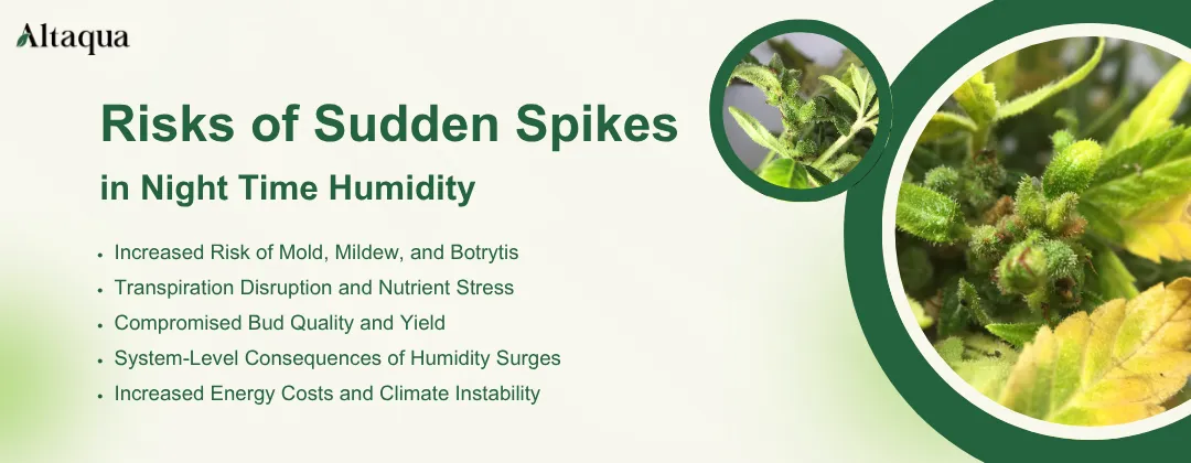 Altaqua-blog_night-time-humidity-in-grow-room_risks-of-sudden-spikes-in-night-time-humidity
