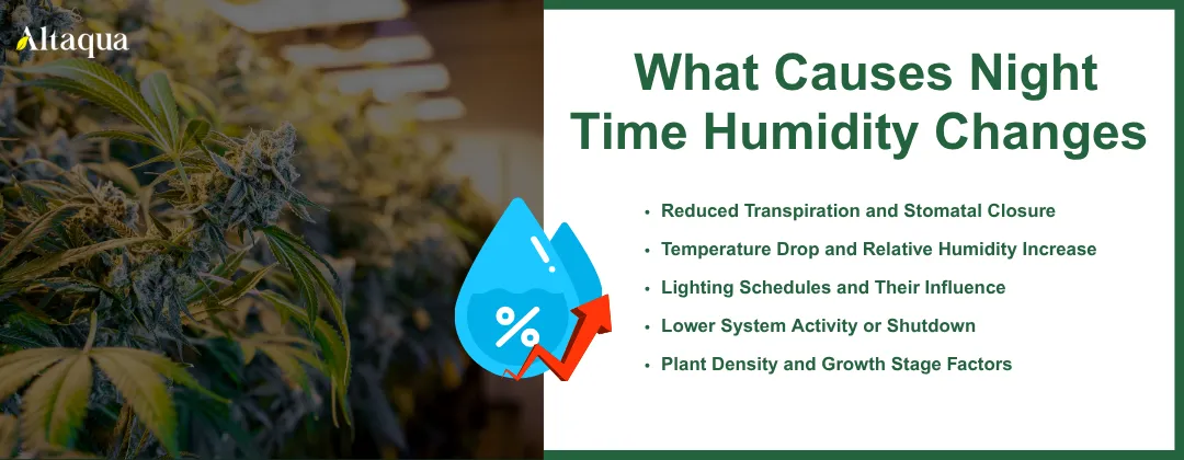 Altaqua-blog_night-time-humidity-in-grow-room_what-causes-night-time-humidity-changes