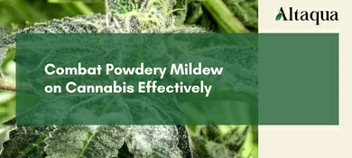 Altaqua-blog_powdery-mildew-on-cannabis_combat-powdery-mildew-on-cannabis-effectively