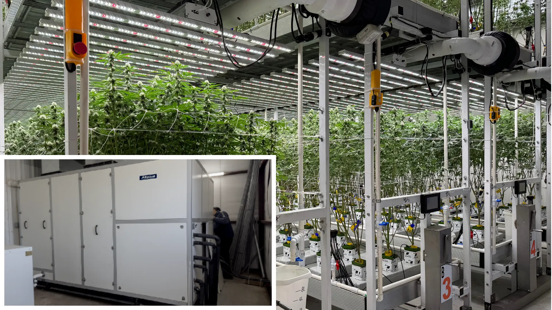 Altaqua-cannabis-hvac-manufacturer-project1