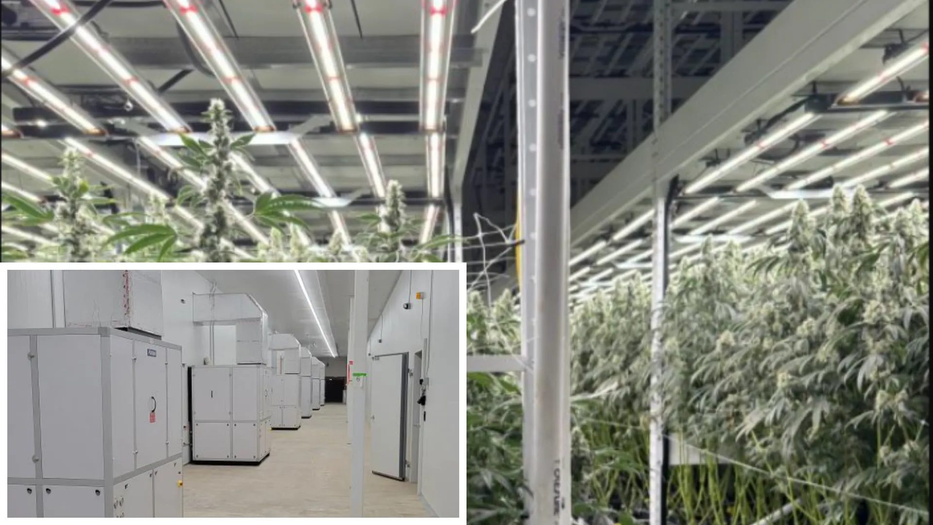 Altaqua-cannabis-hvac-manufacturer-project