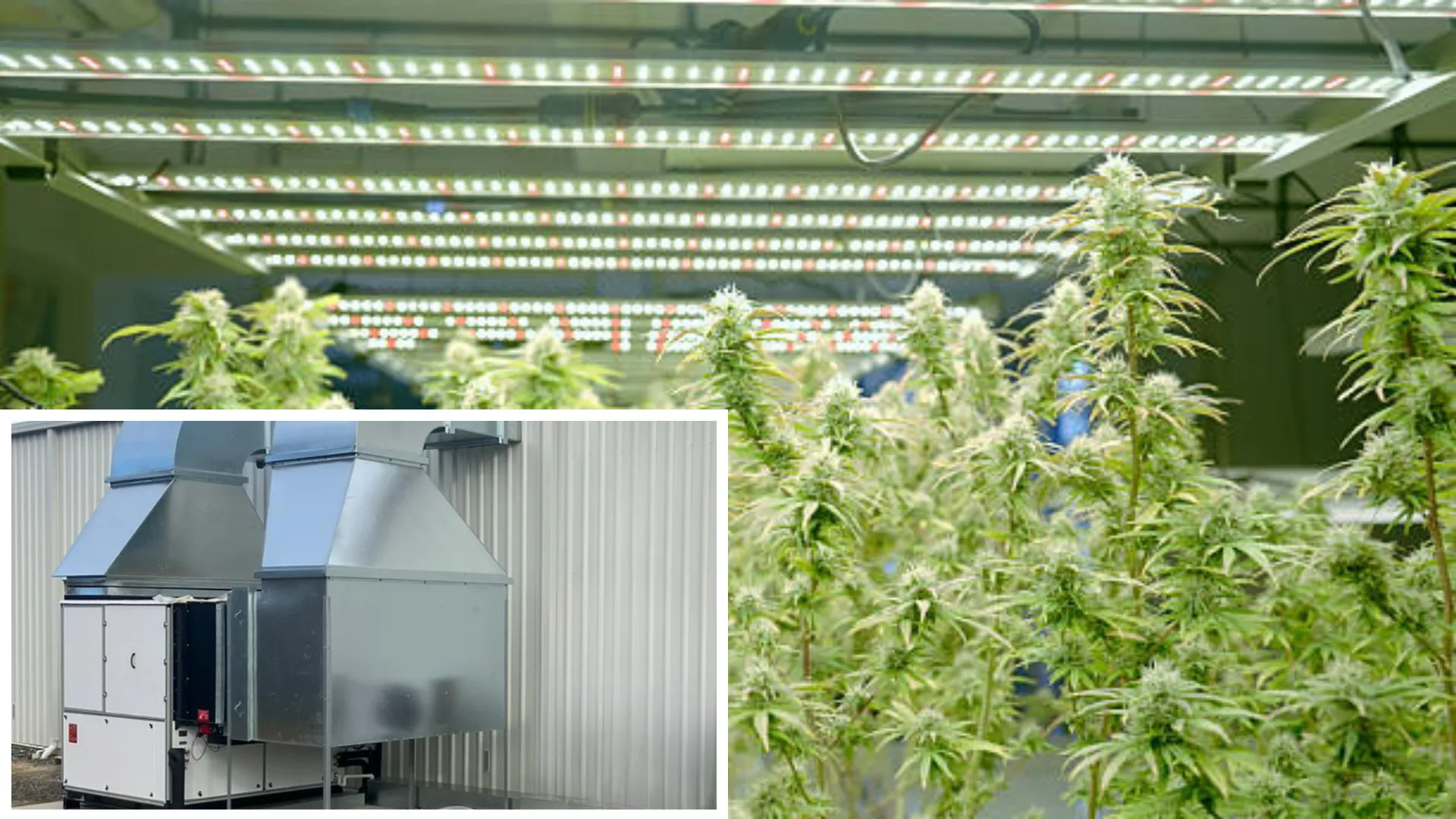 Altaqua-cannabis-hvac-manufacturer-project