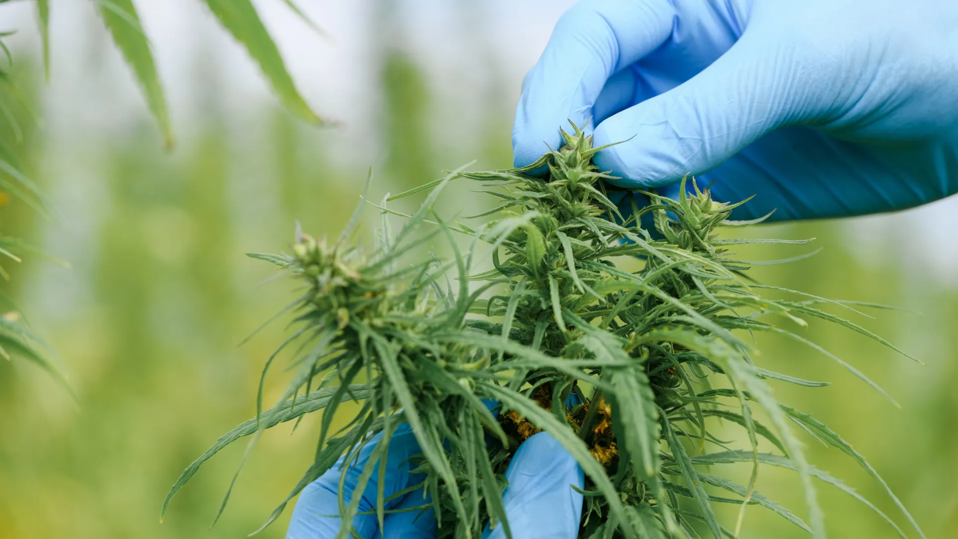 Altaqua-commercial-grow-room-hvac-Medical-Cannabis-Cultivation