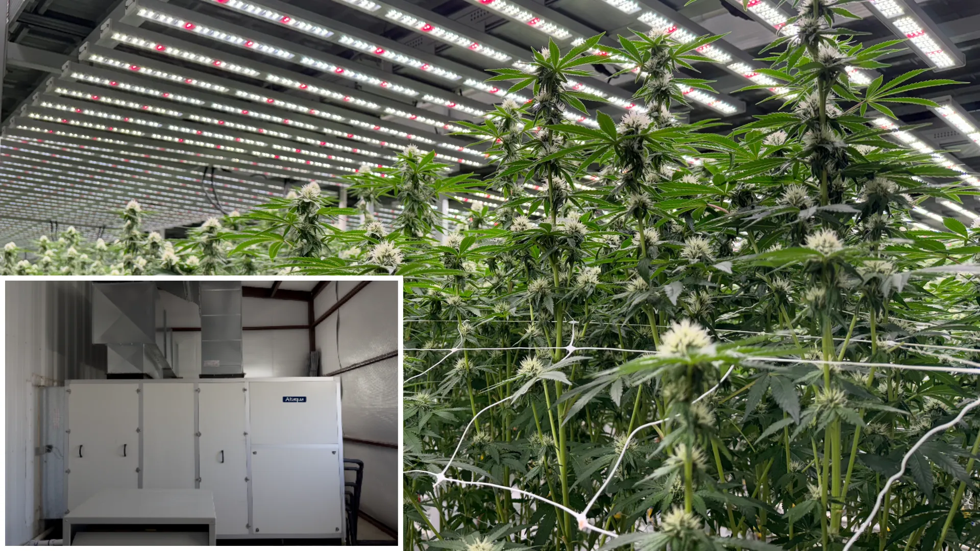 Altaqua-commercial-grow-room-hvac-USA-GAS-45D