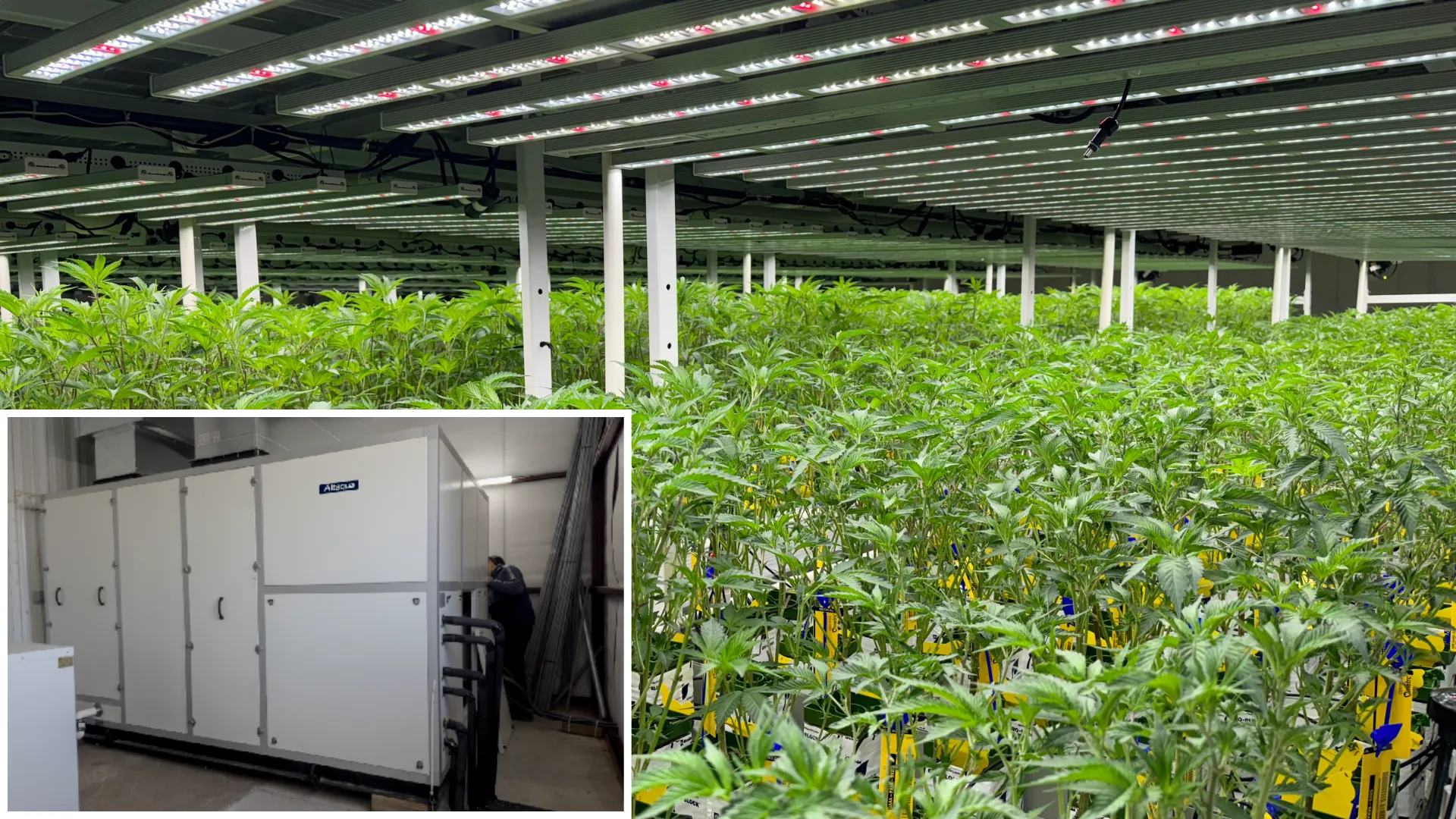 Altaqua-commercial-grow-room-hvac-USA-GAS-45D