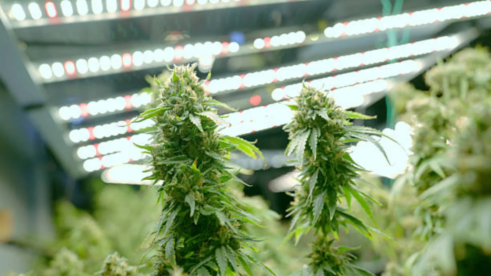 Altaqua-commercial-grow-room-hvac-application