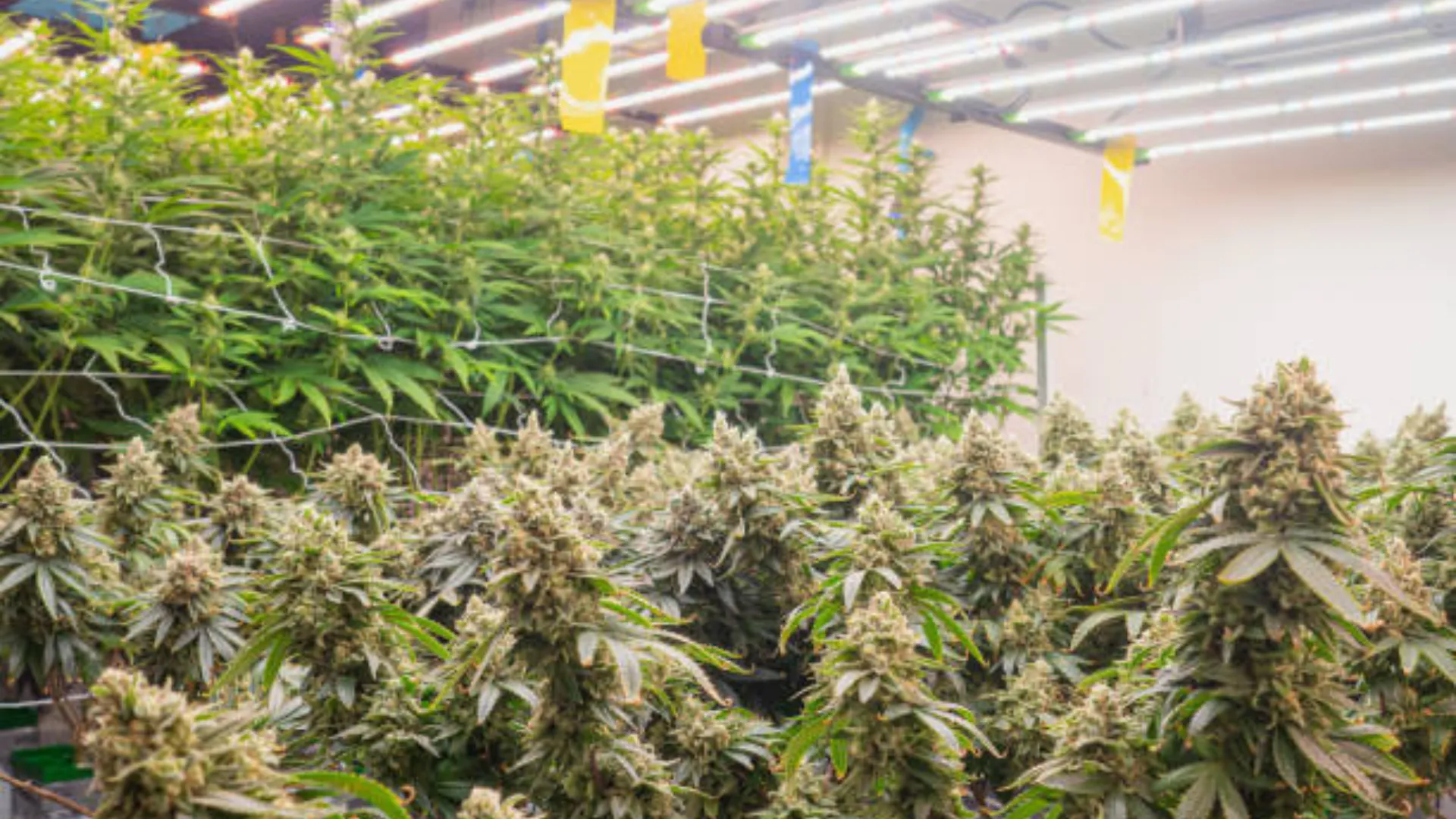 Altaqua-commercial-grow-room-hvac-application