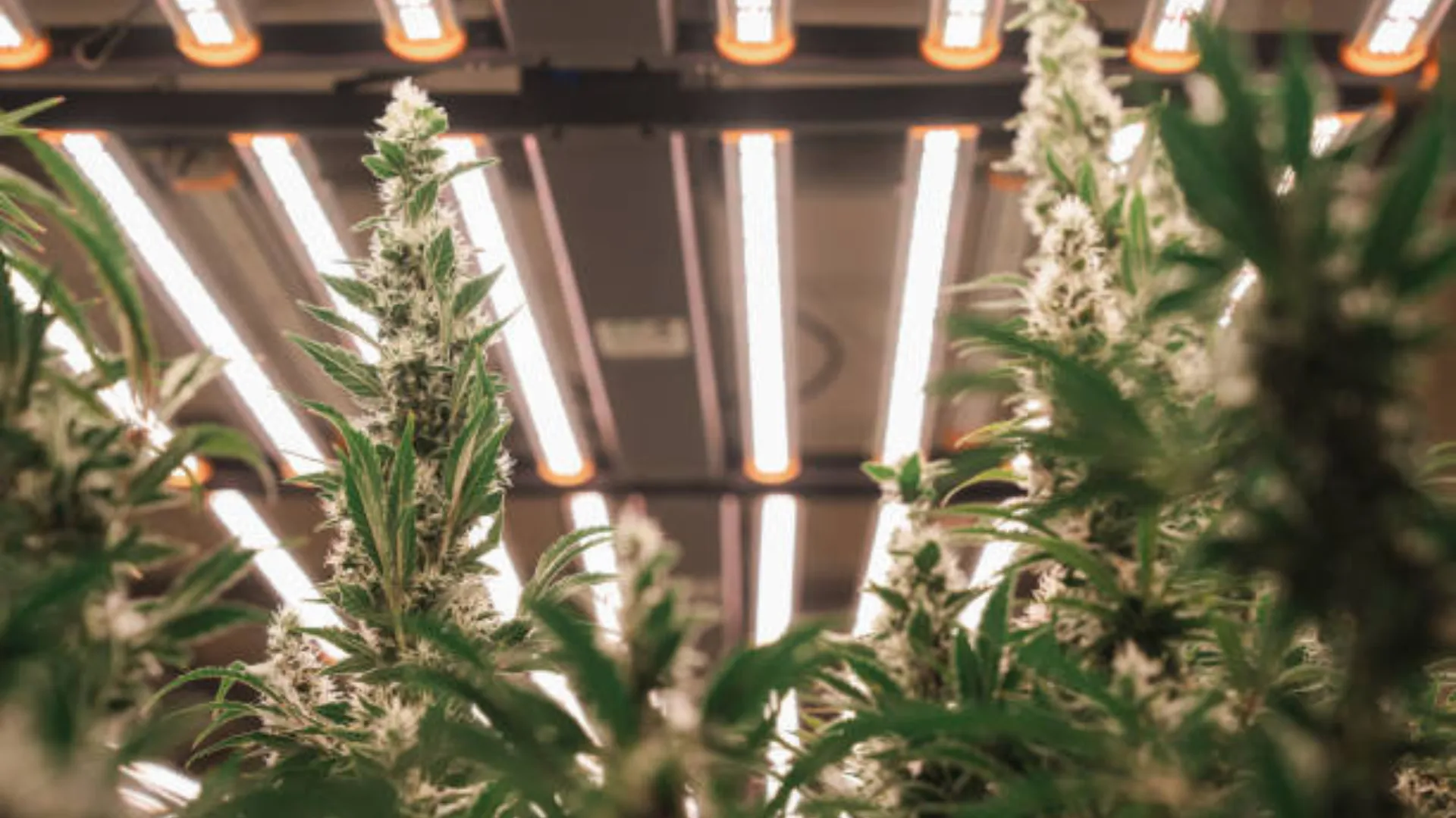 Altaqua-commercial-grow-room-hvac-application