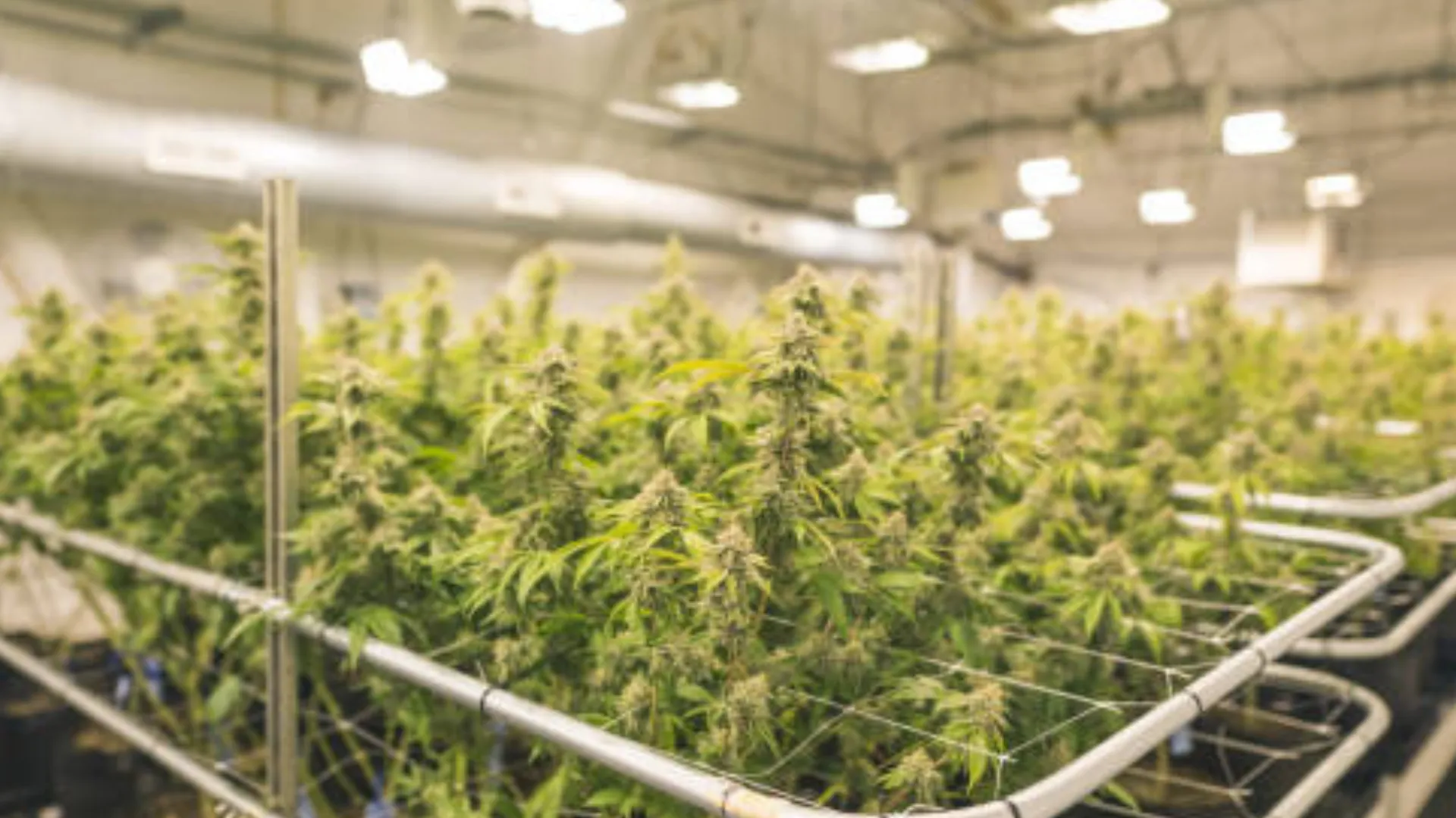 Altaqua-commercial-grow-room-hvac-application