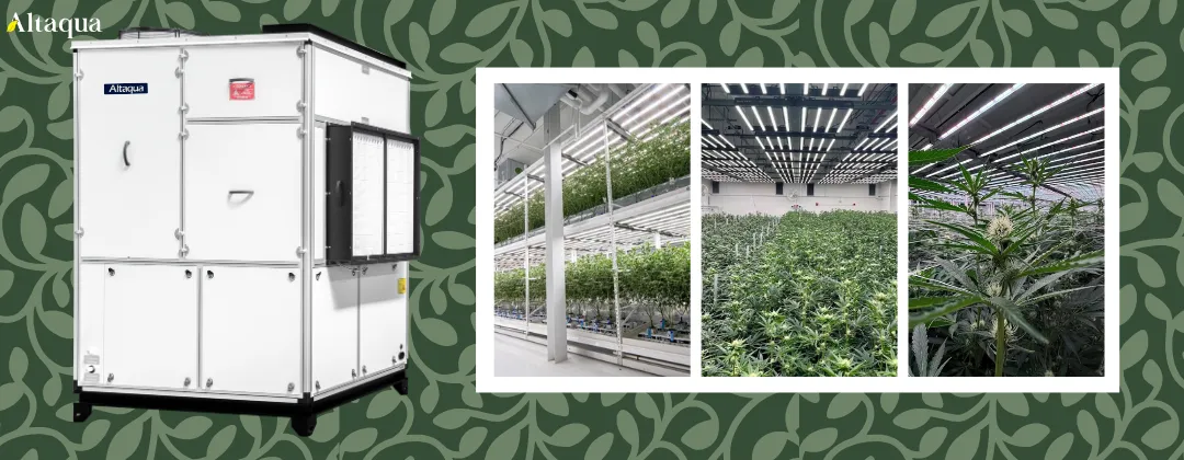 Altaqua-commercial-grow-room-hvac