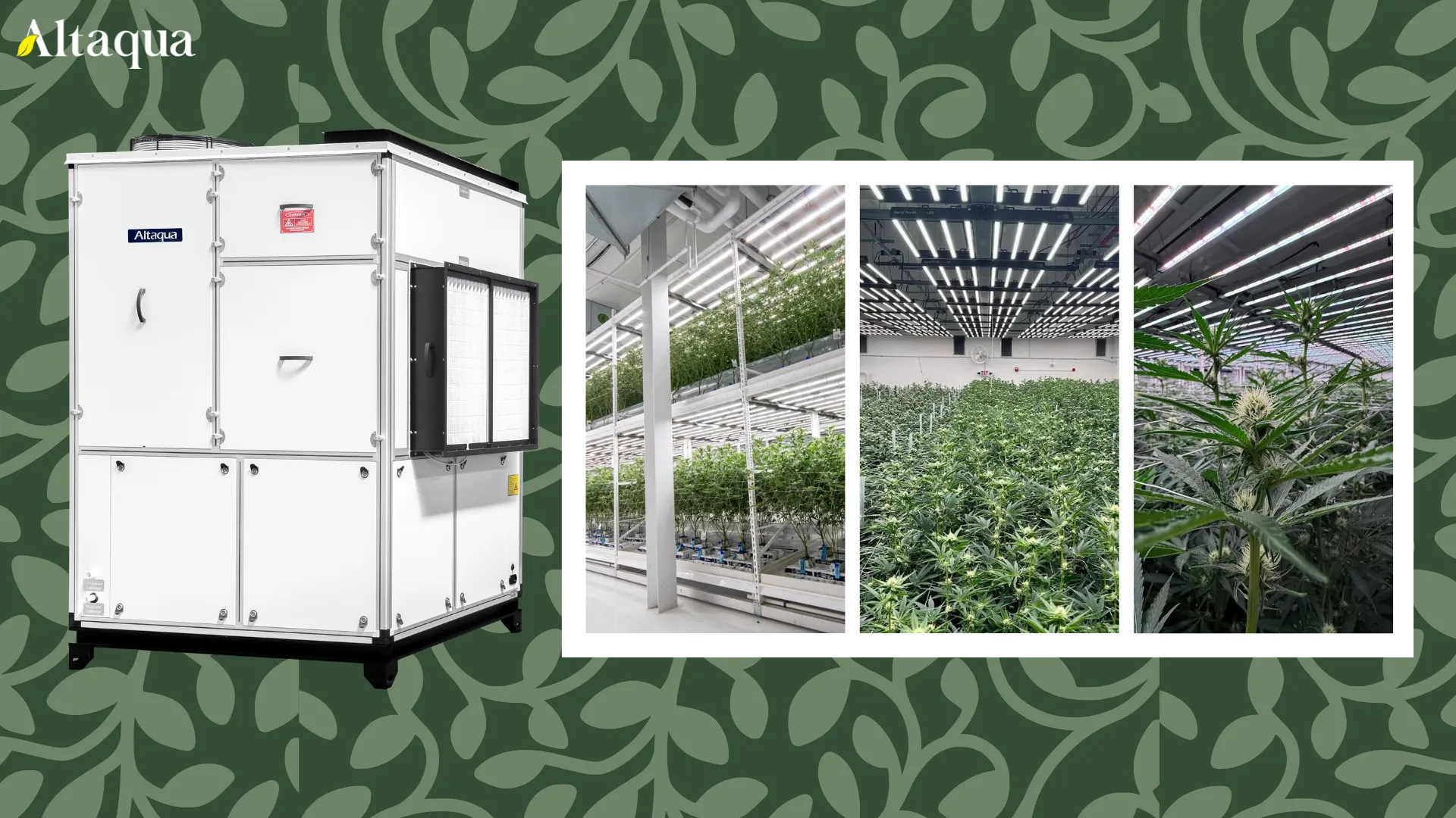Altaqua-grow-room-hvac-blog-commercial-grow-room-hvac