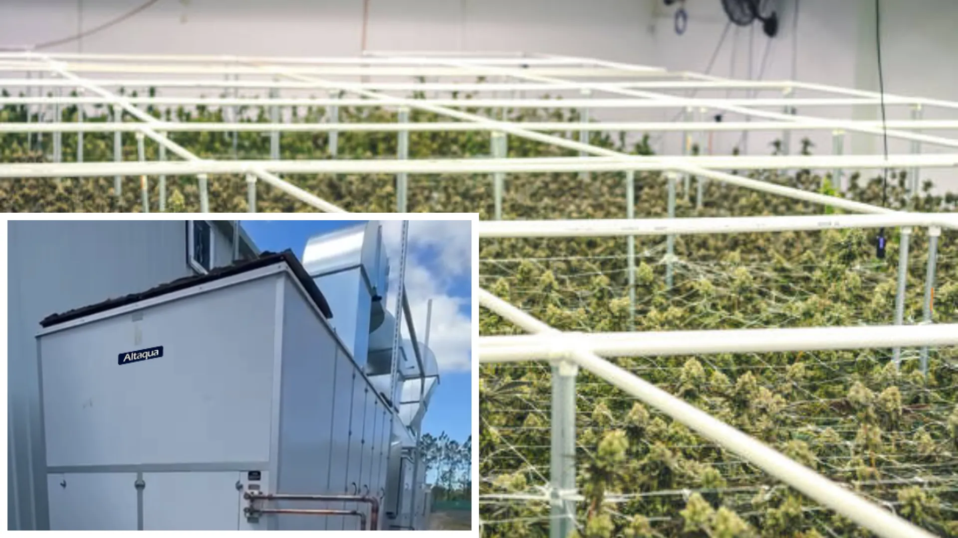 Altaqua-sistema-climatizador-de-cuarto-de-cultivo-Australia