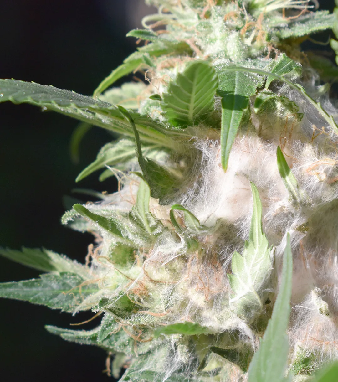 Altaqua - Sistema de climatización para cuarto de cultivo - Pudrición de cogollos