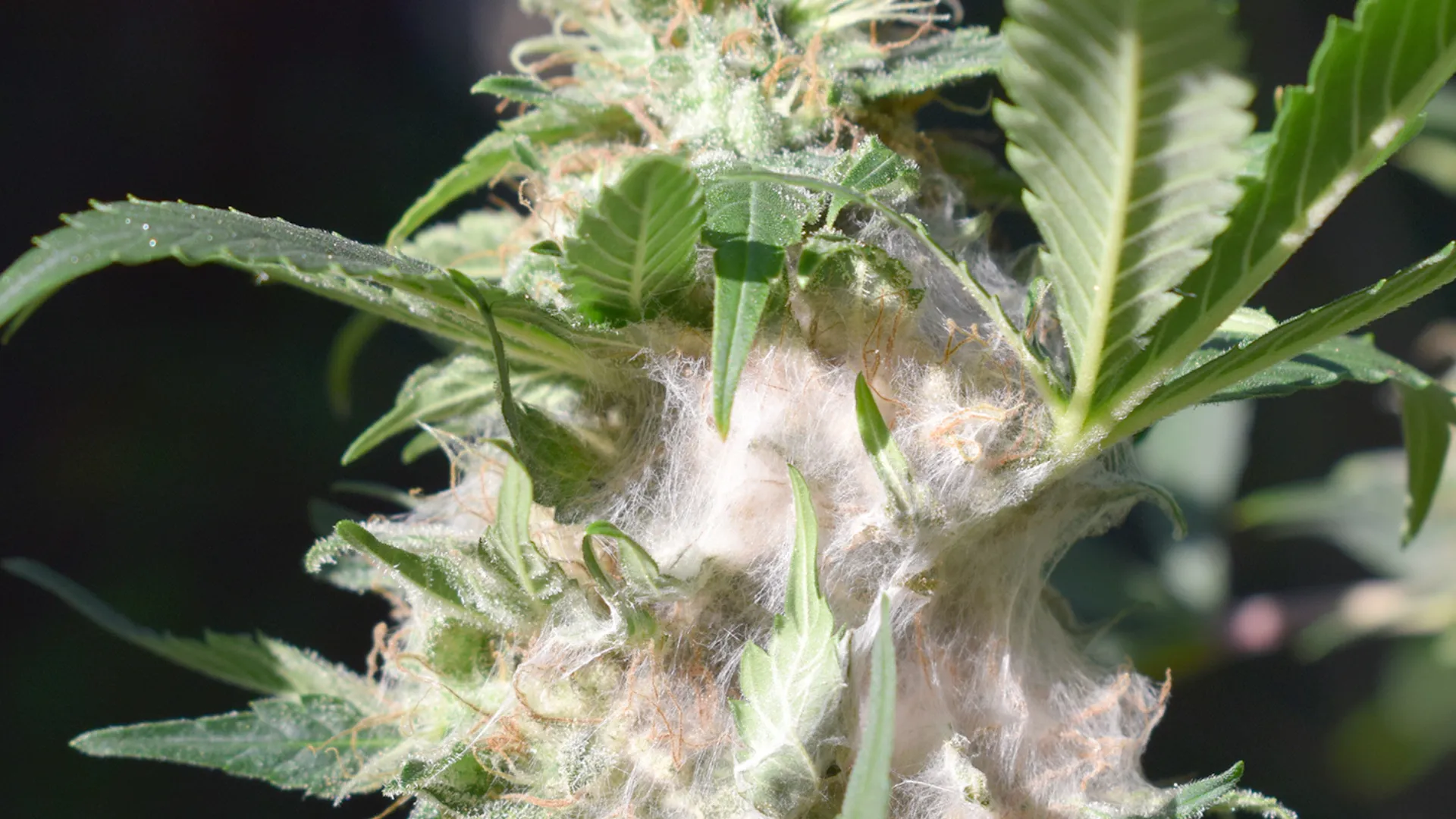 Altaqua-grow-room-hvac-system-bud-rot