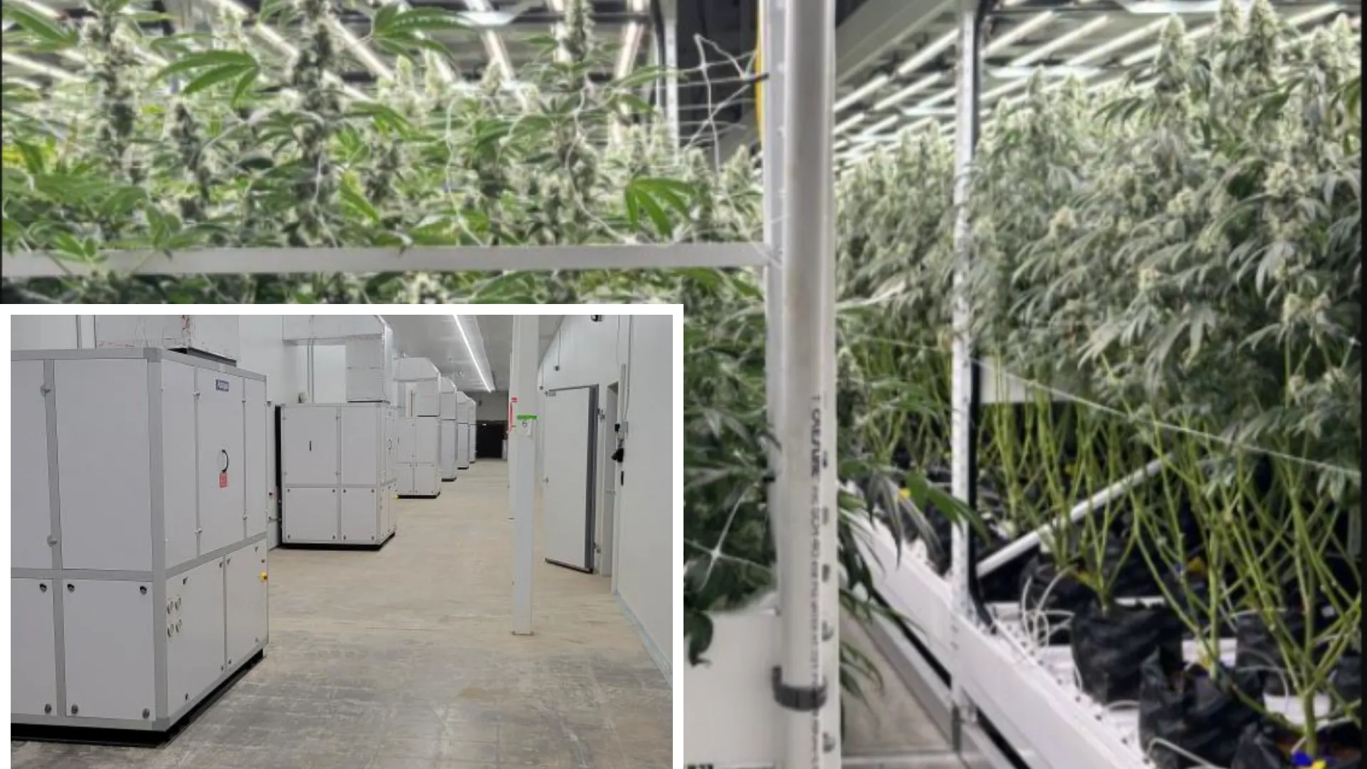 Altaqua-sala-de-cultivo-sistema-hvac-usa