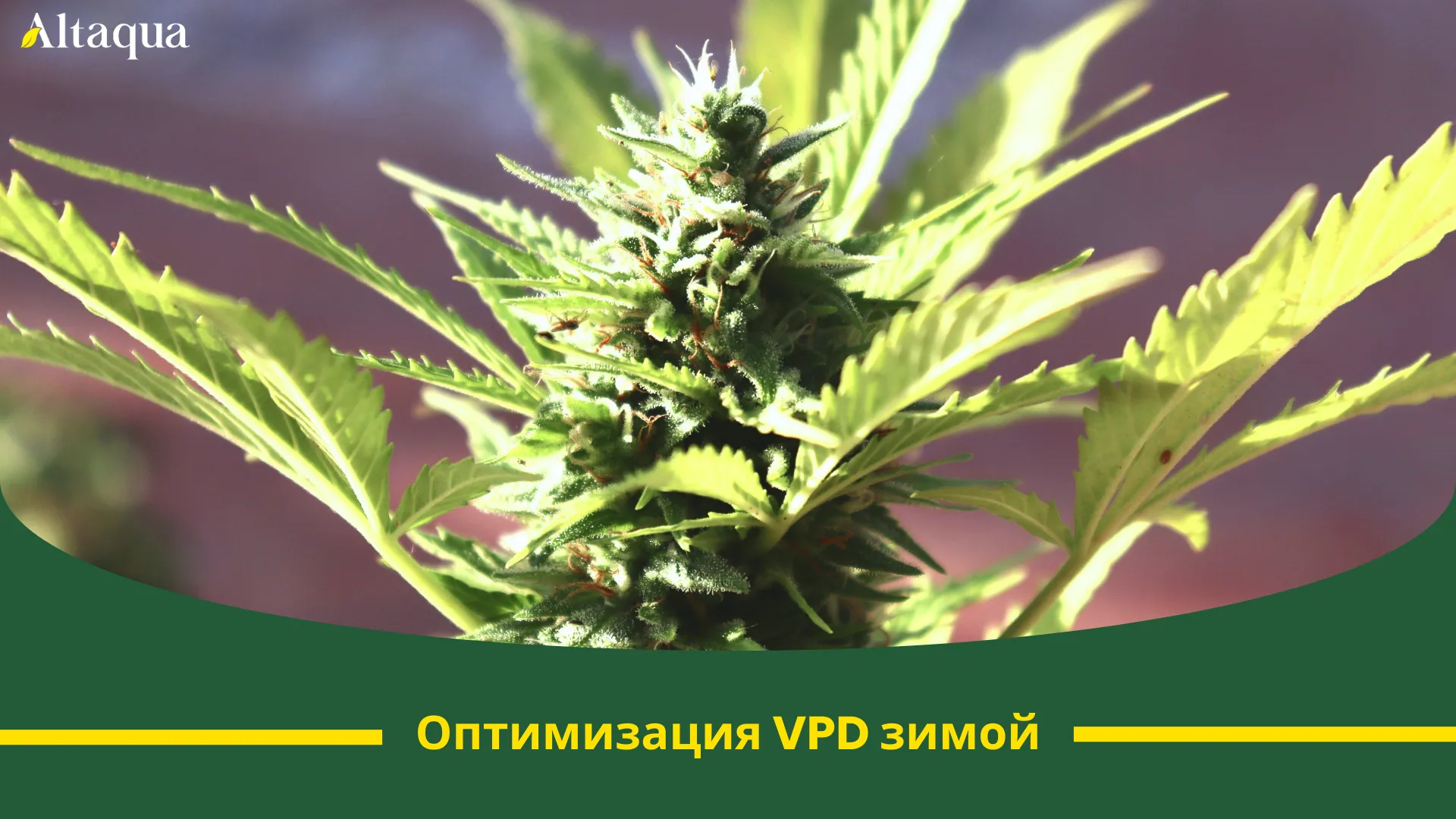 Миниатюра видео «Как оптимизировать управление VPD зимой»