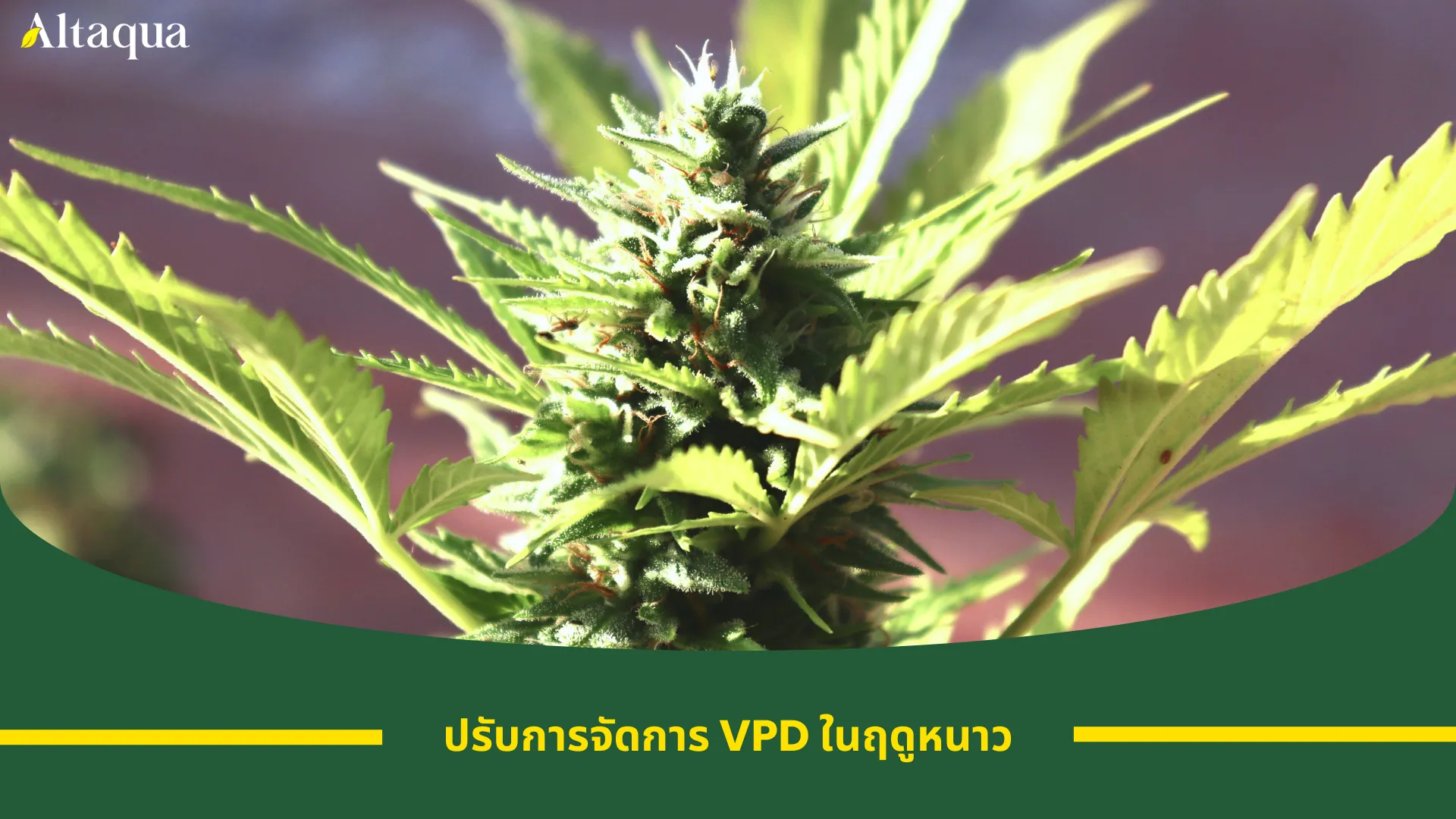 ภาพหน้าปกวิดีโอ วิธีปรับการจัดการ VPD ให้เหมาะสมในฤดูหนาว