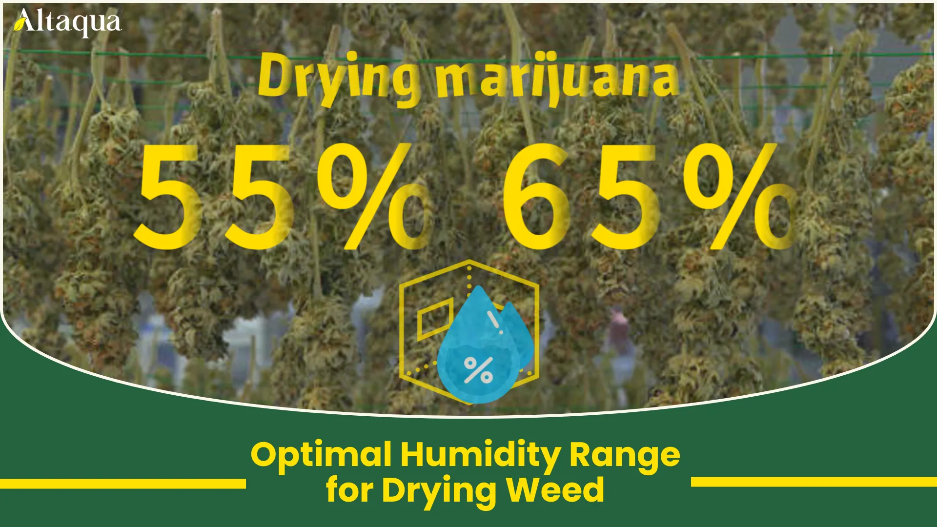 Optimal Humidity Range for Drying Weed video thumbnail
