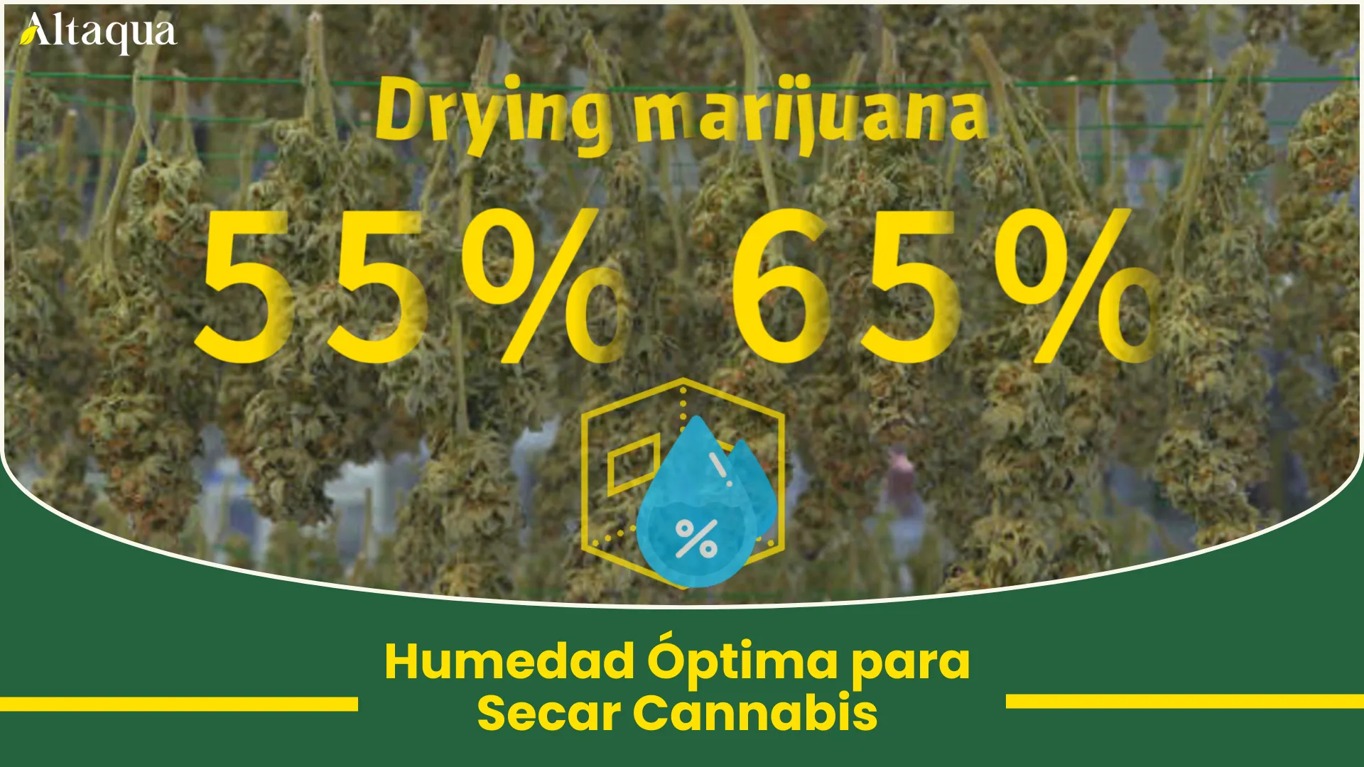 Miniatura de video: rango óptimo de humedad para el secado de cannabis
